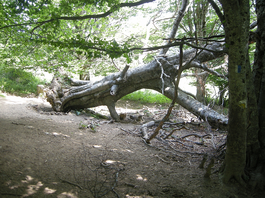 Pirineos_2021 084